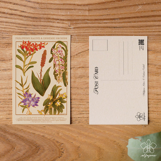 Philippine Native Orchids Postcard
