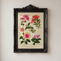 [Pre-Order] Everyday Filipino Garden Flowers A4 Print