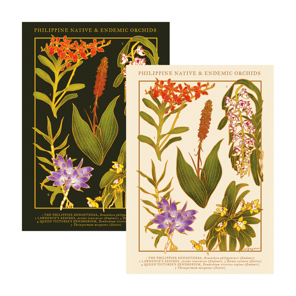 [Pre-Order] Philippine Native & Endemic Orchids A4 Print