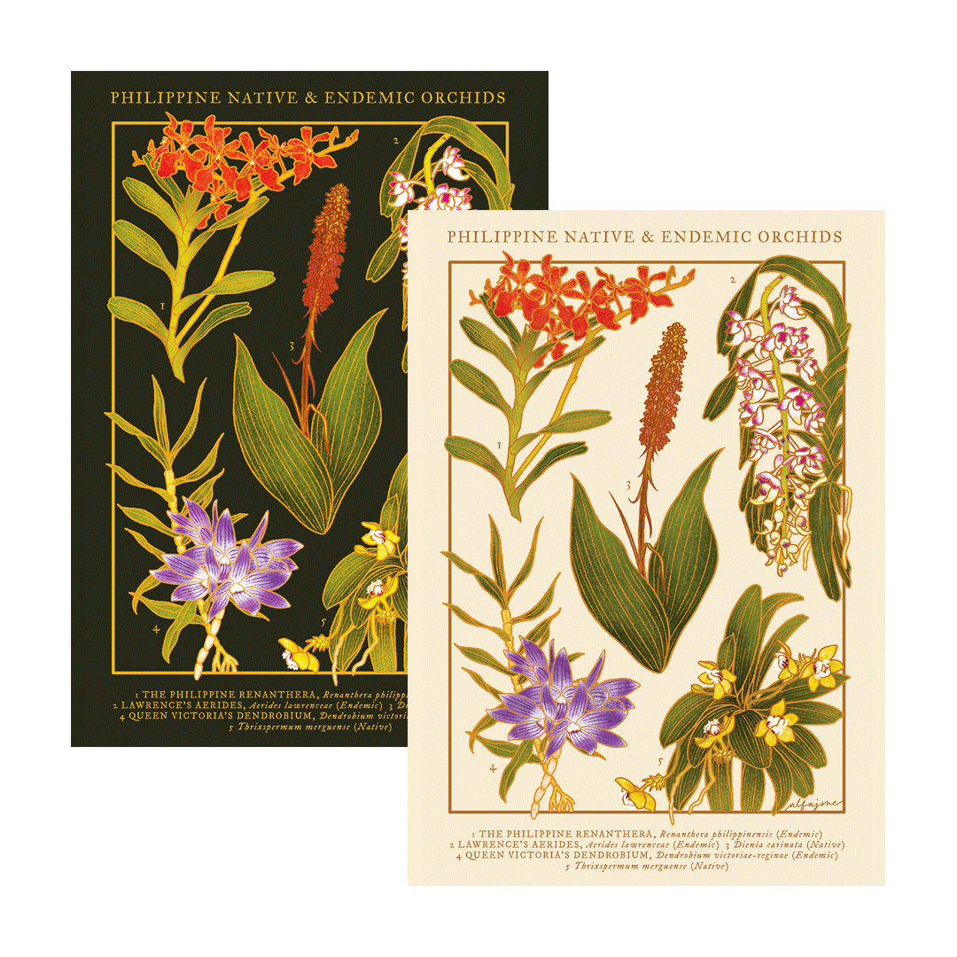 [Pre-Order] Philippine Native & Endemic Orchids A4 Print