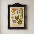 [Pre-Order] Philippine Native & Endemic Orchids A4 Print