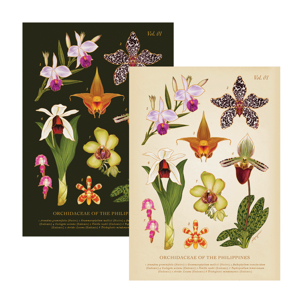 [Pre-Order] Philippine Orchidaceae Vol. 1 A4 Print