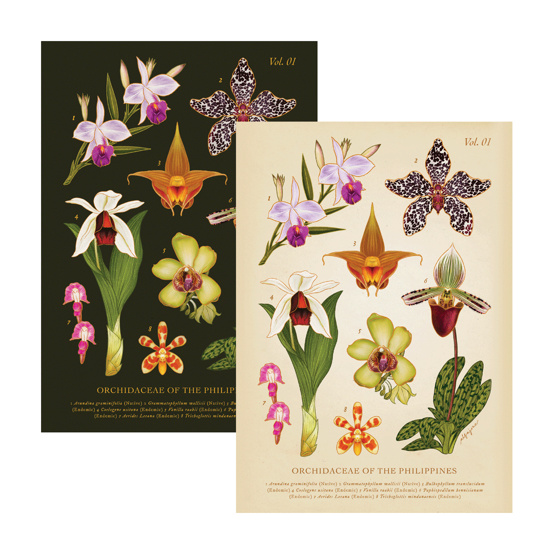[Pre-Order] Philippine Orchidaceae Vol. 1 A4 Print