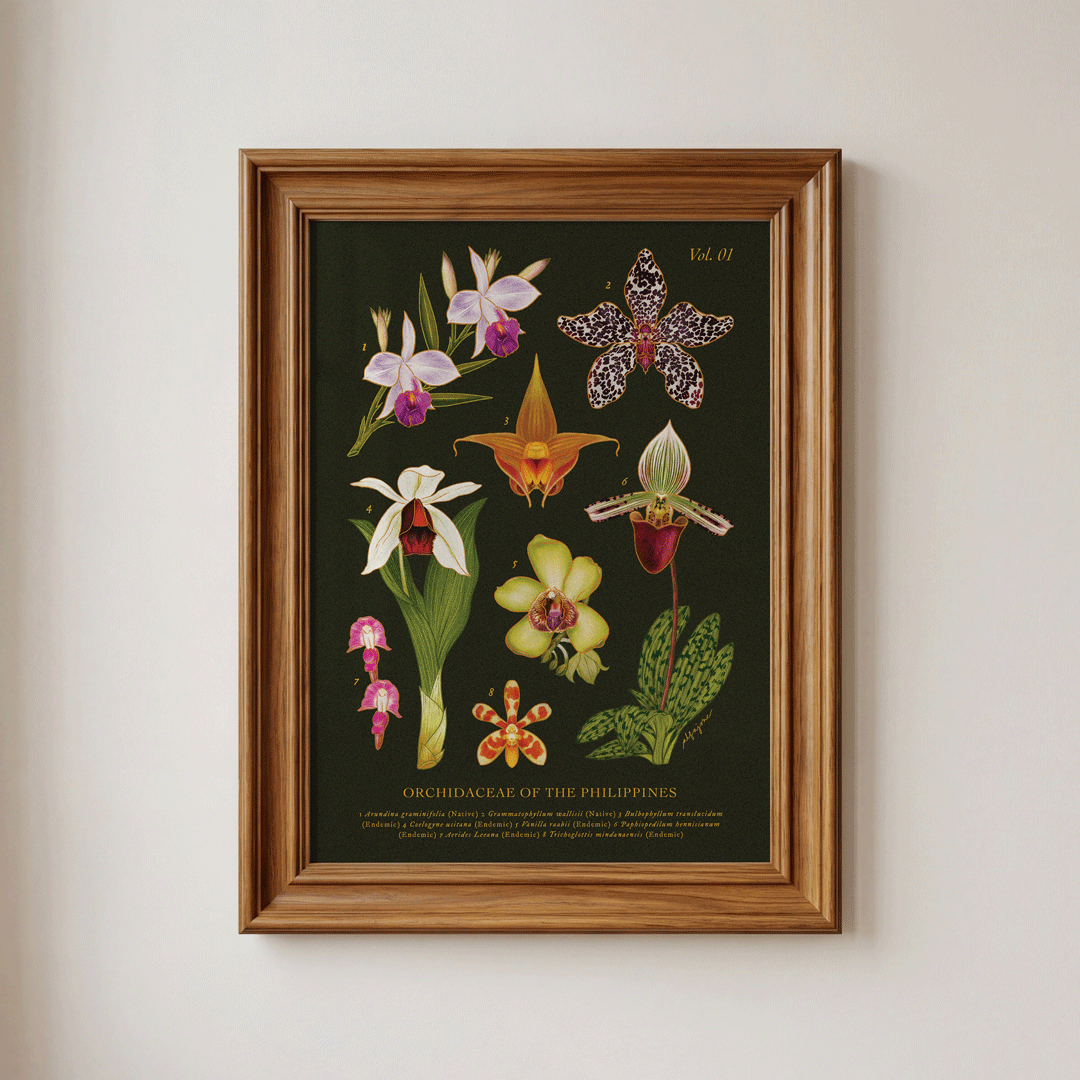 [Pre-Order] Philippine Orchidaceae Vol. 1 A4 Print