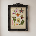 [Pre-Order] Philippine Orchidaceae Vol. 1 A4 Print