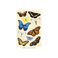 Butterfly Collection I Postcard