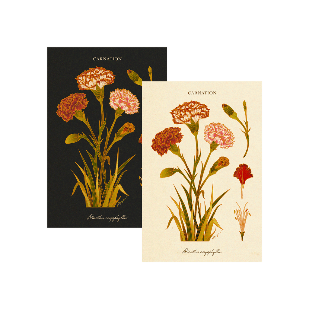 Carnation - January Birth Flower Postcard