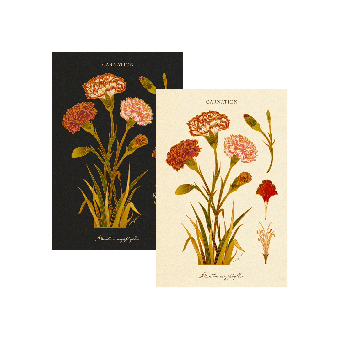 Carnation - January Birth Flower Postcard