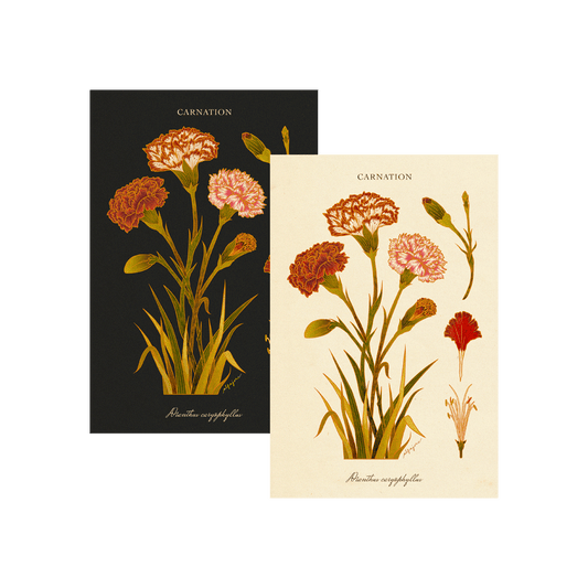 Carnation - January Birth Flower Postcard