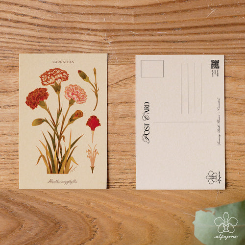 Carnation - January Birth Flower Postcard
