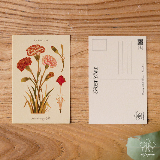 Carnation - January Birth Flower Postcard