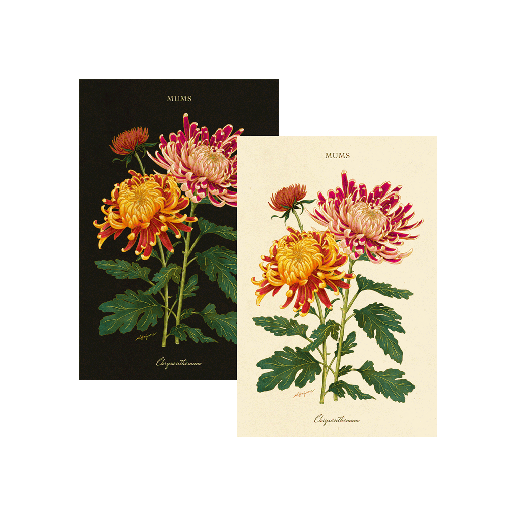 Chrysanthemum - November Birth Flower Postcard