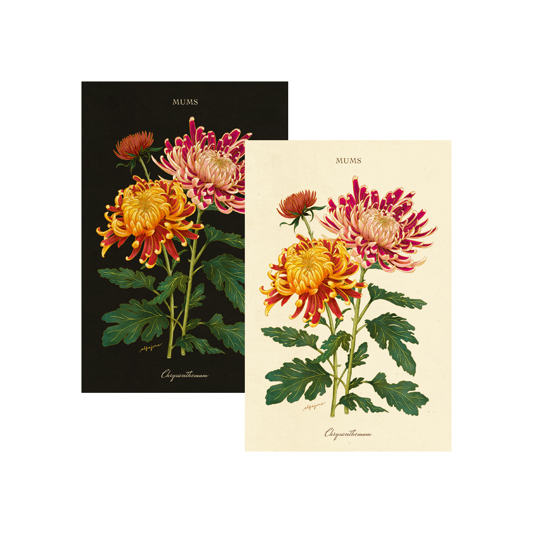 Chrysanthemum - November Birth Flower Postcard