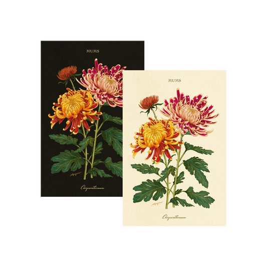 Chrysanthemum - November Birth Flower Postcard