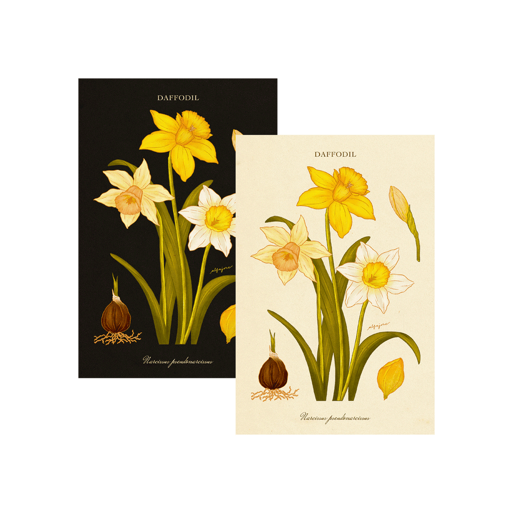 Daffodil - March Birth Flower Postcard