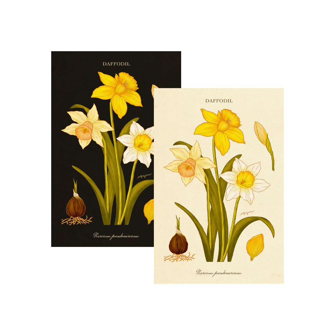 Daffodil - March Birth Flower Postcard