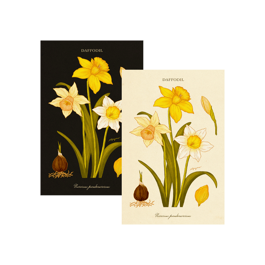 Daffodil - March Birth Flower Postcard