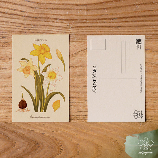 Daffodil - March Birth Flower Postcard