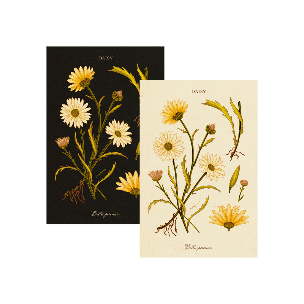 Daisy - April Birth Flower Postcard