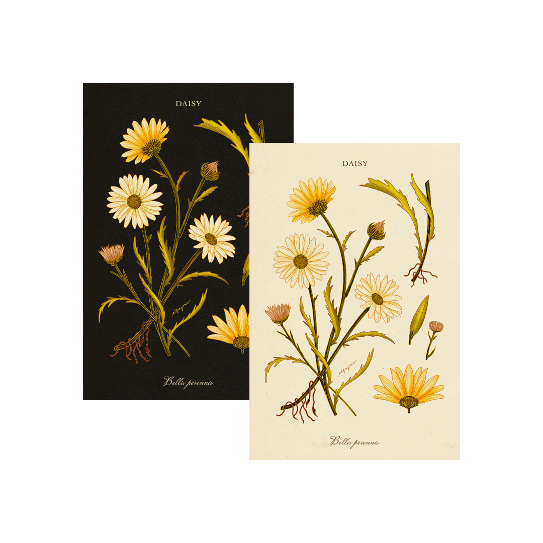 Daisy - April Birth Flower Postcard