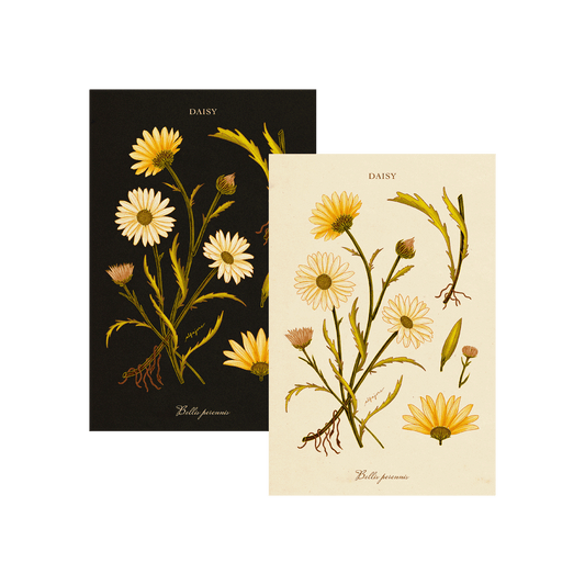Daisy - April Birth Flower Postcard
