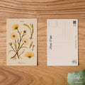 Daisy - April Birth Flower Postcard
