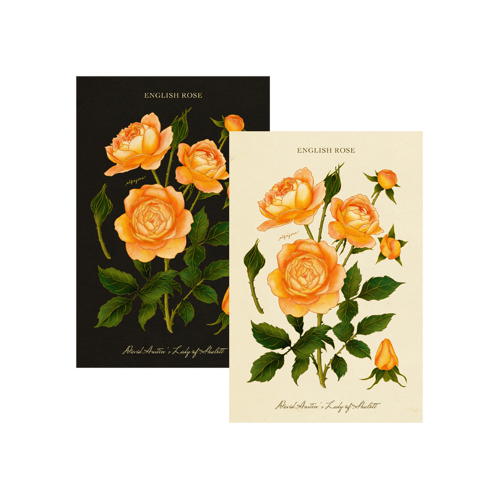 Rose - June Birth Flower Postcard