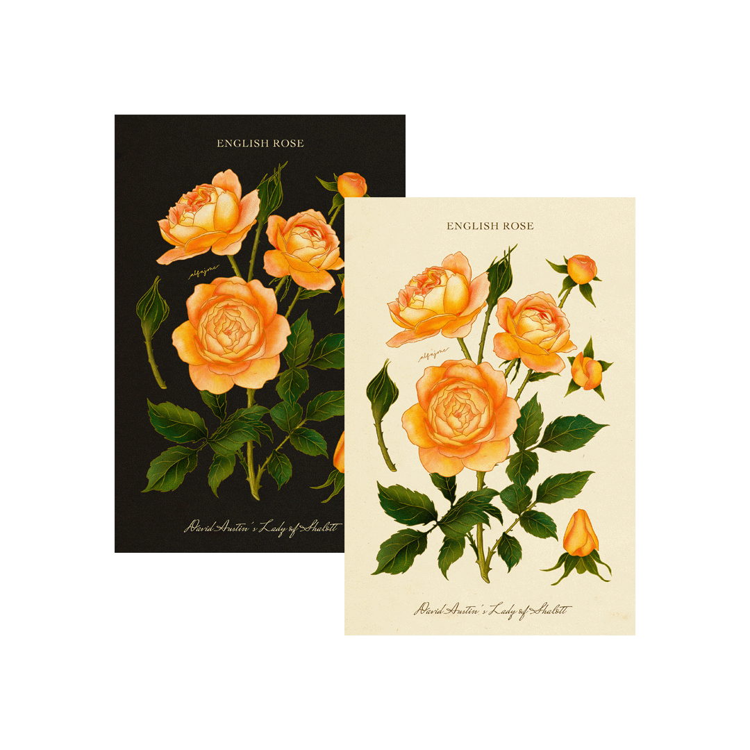 Rose - June Birth Flower Postcard