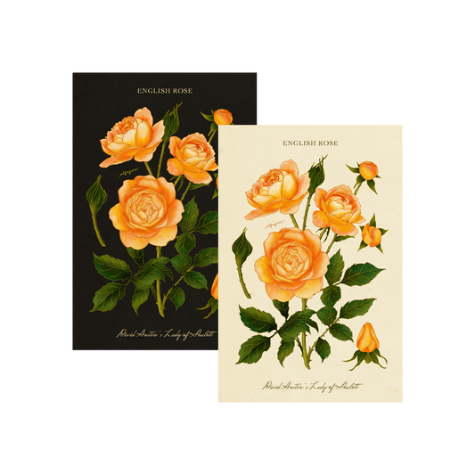 Rose - June Birth Flower Postcard
