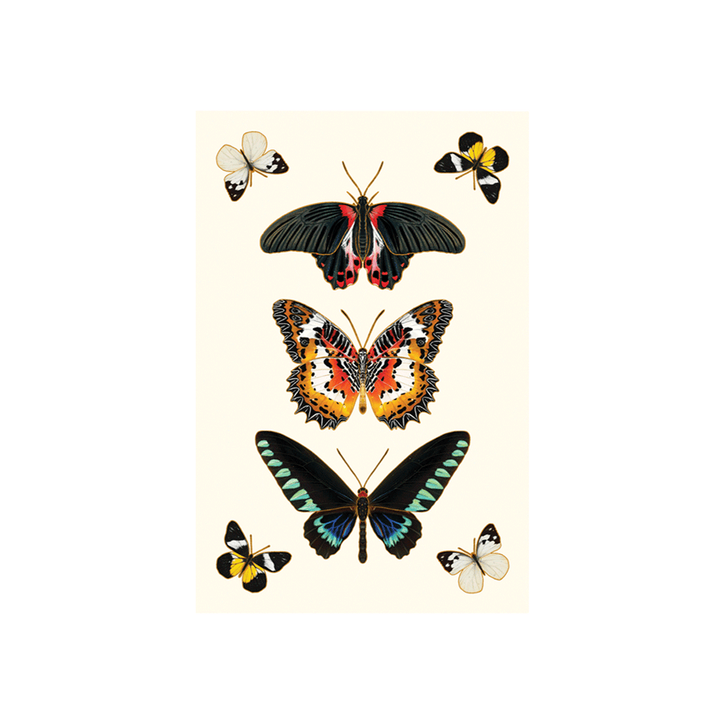 Ephemeral Beauty Postcard