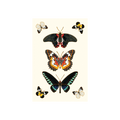 Ephemeral Beauty Postcard