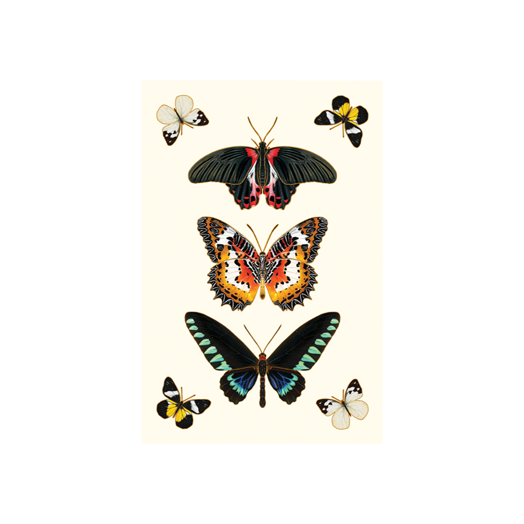 Ephemeral Beauty Butterflies Postcard