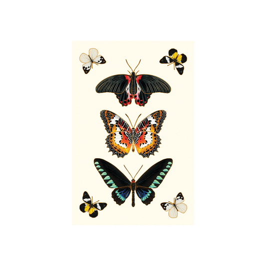 Ephemeral Beauty Butterflies Postcard