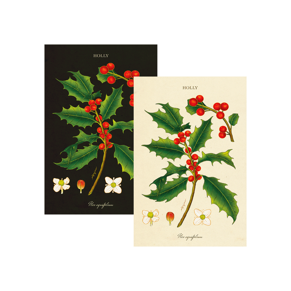 Holly - December Birth Flower Postcard