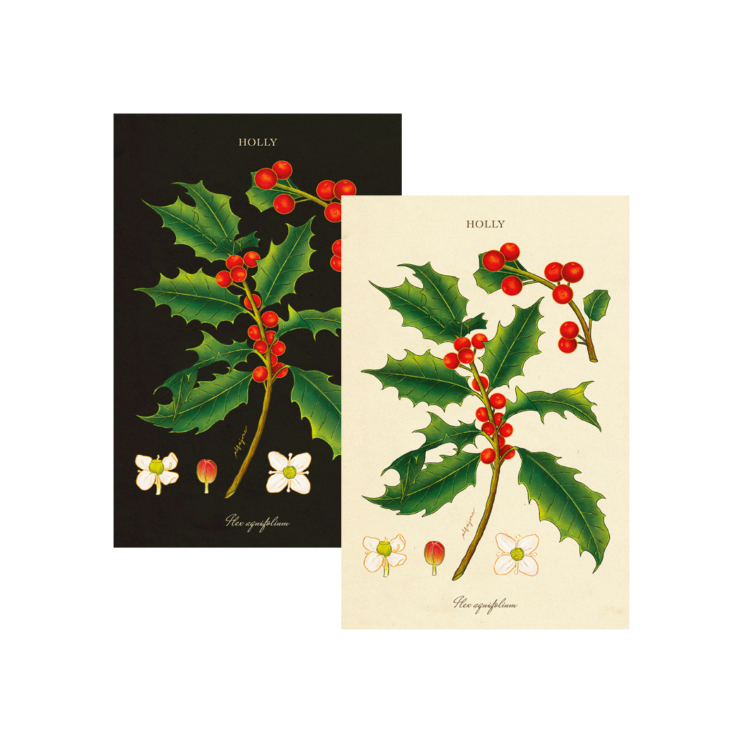 Holly - December Birth Flower Postcard