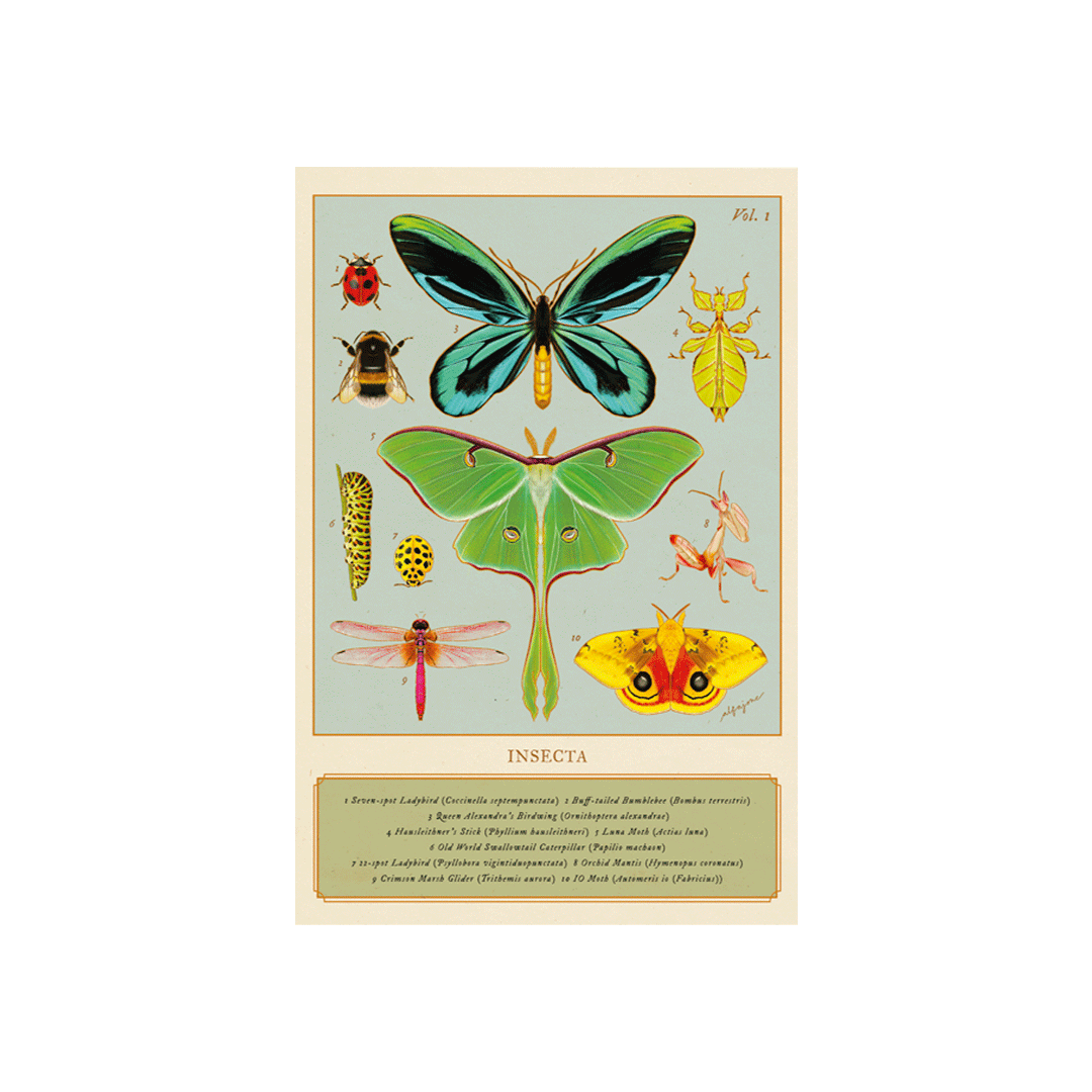 Insecta Vol. 1 Postcard