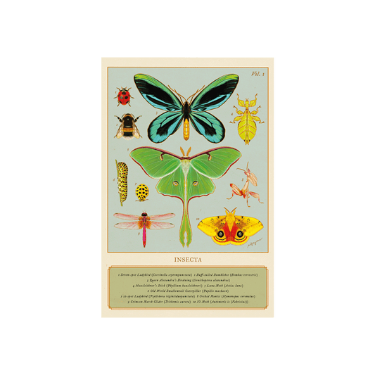Insecta Vol. 1 Postcard
