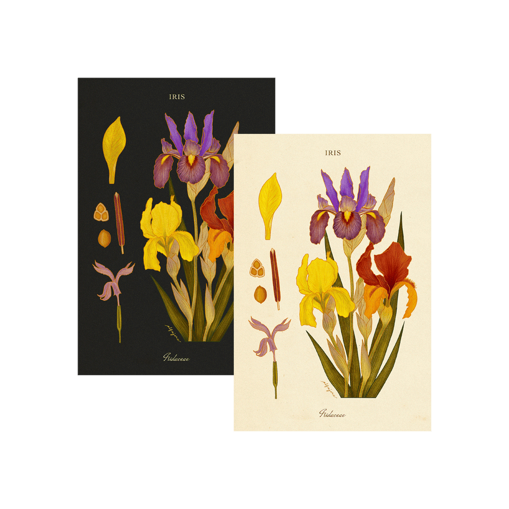 Iris - February Birth Flower Postcard