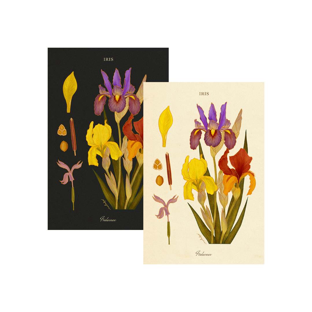 Iris - February Birth Flower Postcard