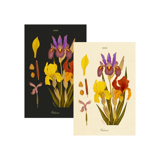 Iris - February Birth Flower Postcard