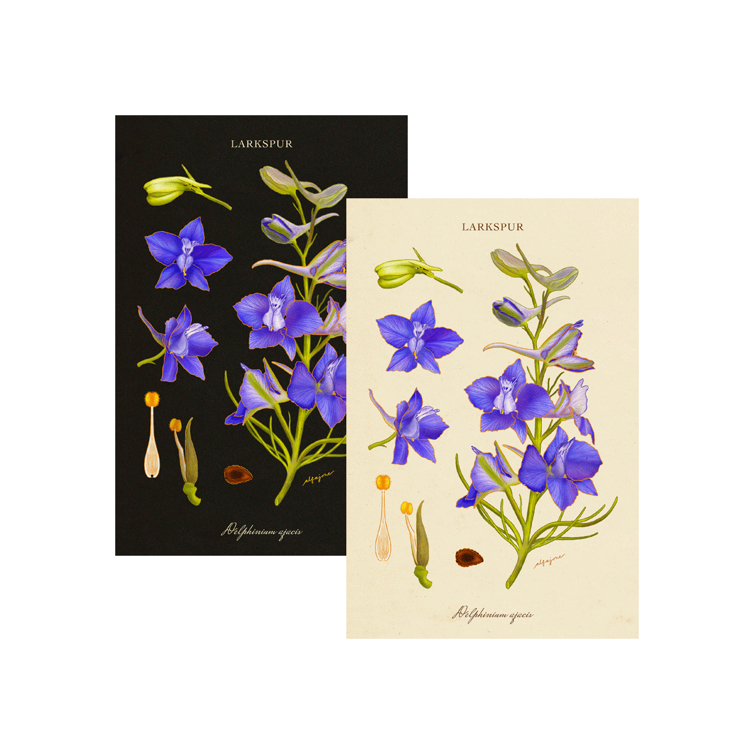 Larkspur - July Birth Flower Postcard