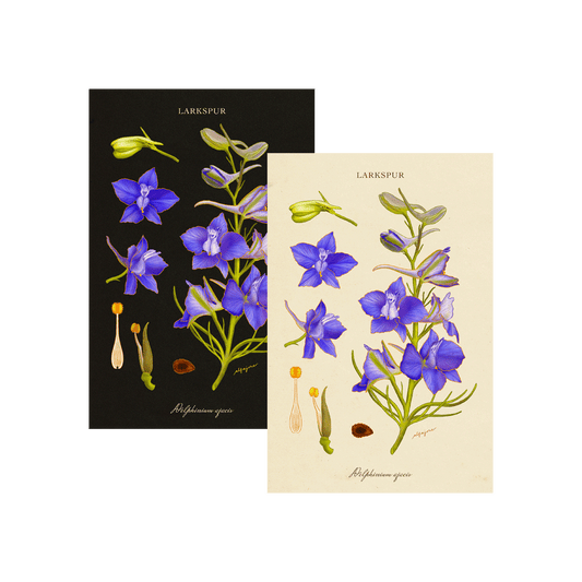 Larkspur - July Birth Flower Postcard