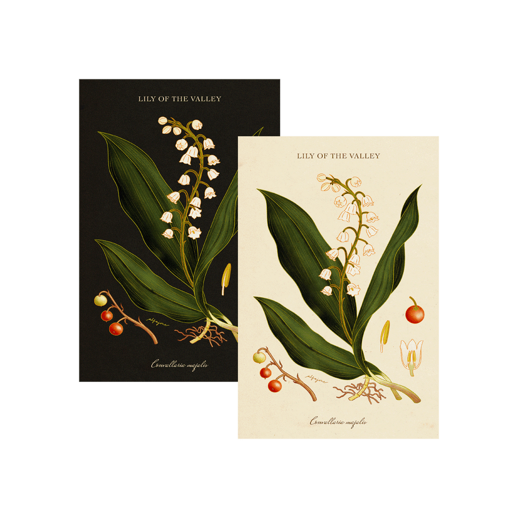 Lily of the Valley - May Birth Flower Postcard
