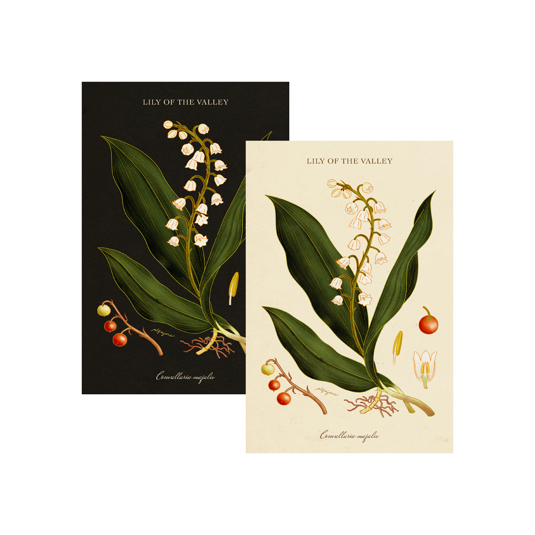 Lily of the Valley - May Birth Flower Postcard
