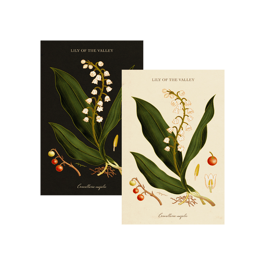 Lily of the Valley - May Birth Flower Postcard