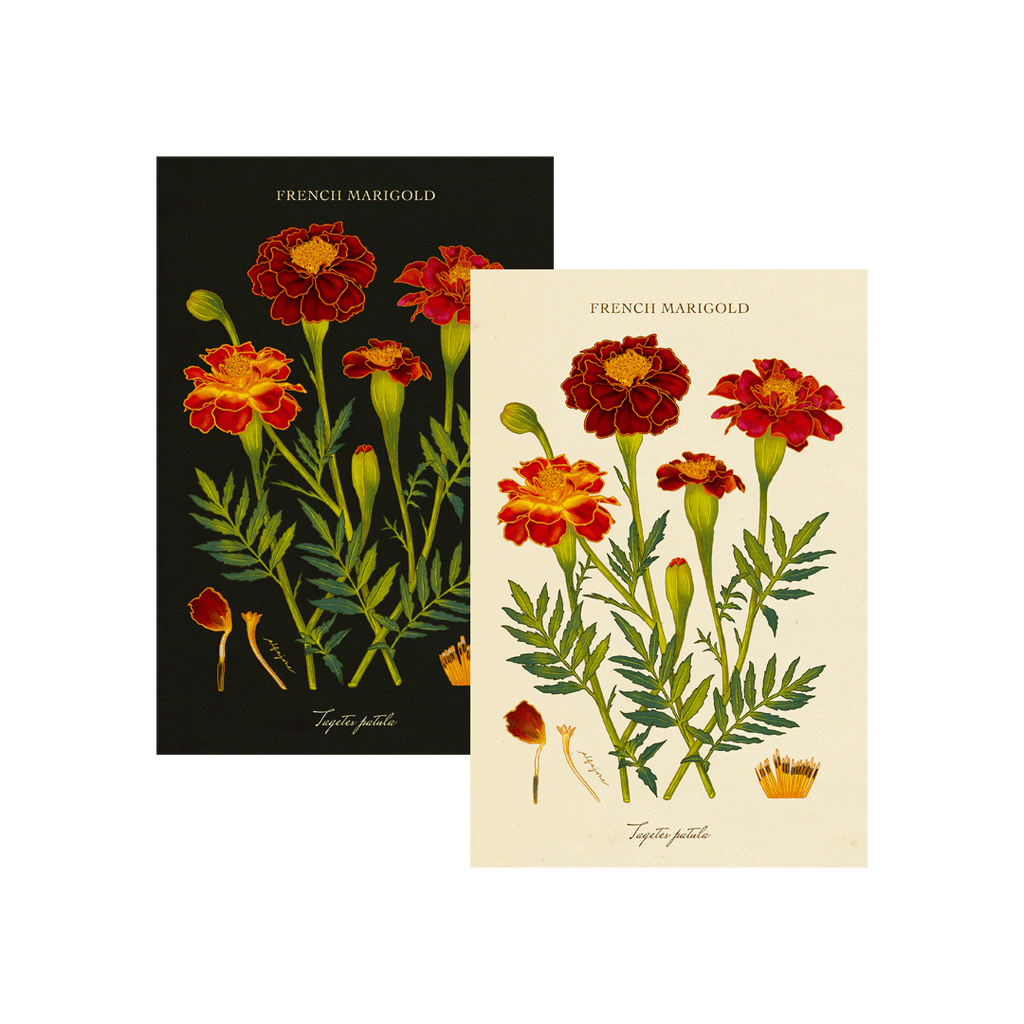 Marigold - October Birth Flower Postcard