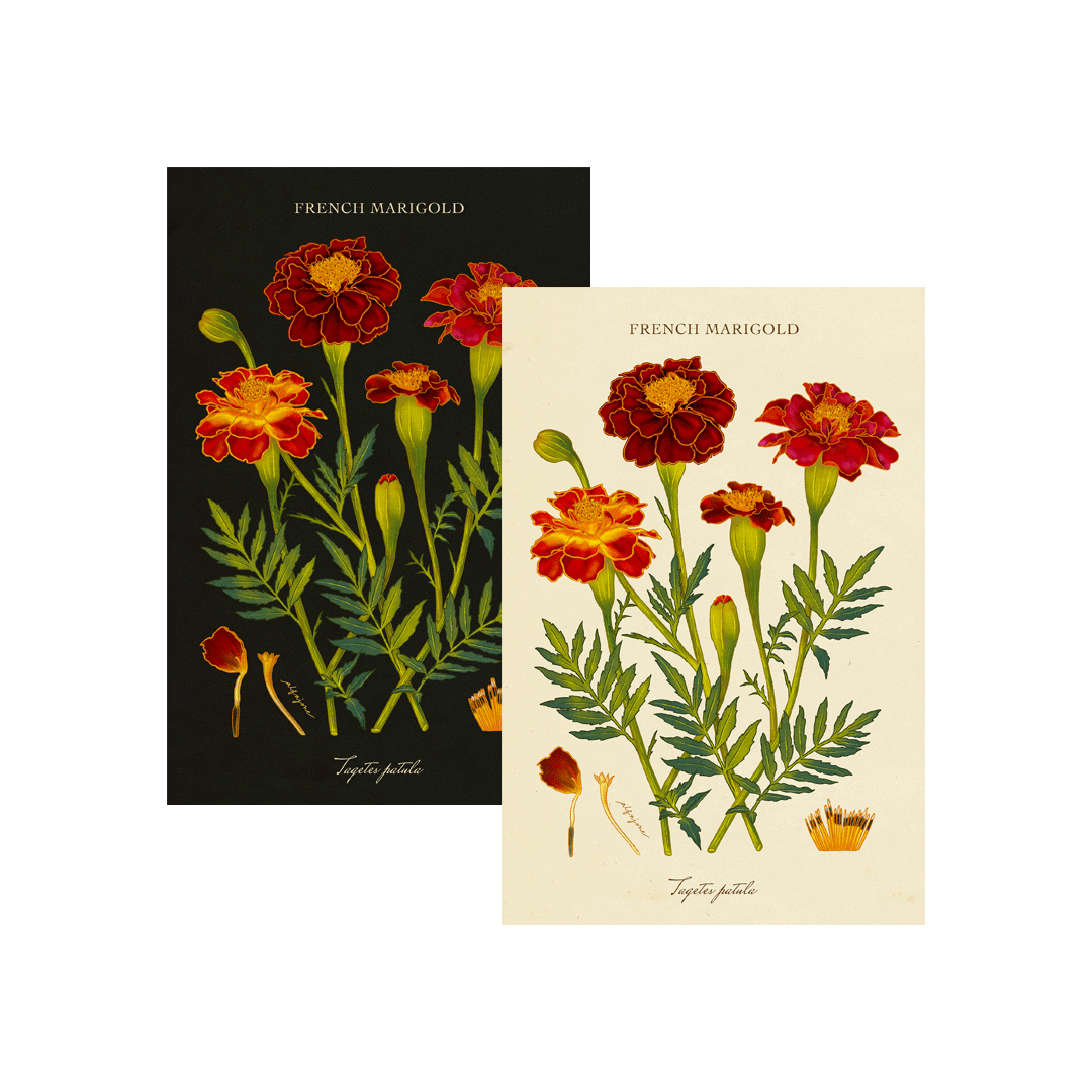 Marigold - October Birth Flower Postcard