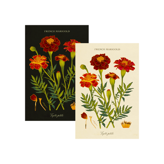 Marigold - October Birth Flower Postcard