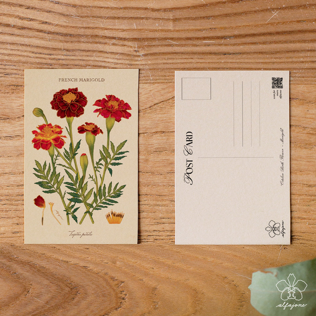 Marigold - October Birth Flower Postcard