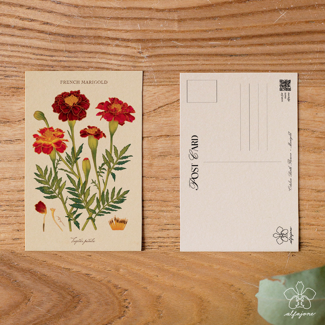 Marigold - October Birth Flower Postcard